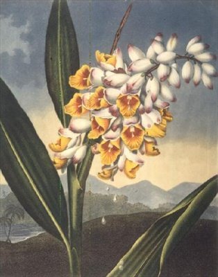 The Nodding Renealmia, graverad av Caldwall, från "The Temple of Flora" av Robert Thornton, pub. 1801 (färgad gravyr) av Peter Charles (after) Henderson
