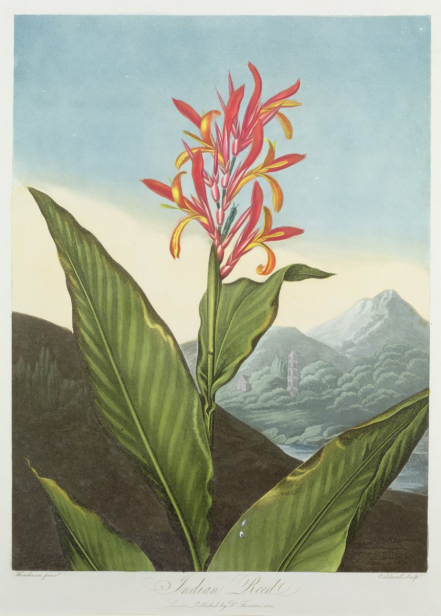 Indian Reed, graverad av Caldwall, från "The Temple of Flora" av Robert Thornton, pub. 1804 av Peter Charles Henderson