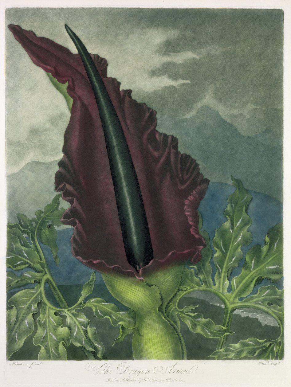 The Dragon Arum, graverad av Ward, från "The Temple of Flora" av Robert Thornton, pub. 1801 av Peter Charles Henderson