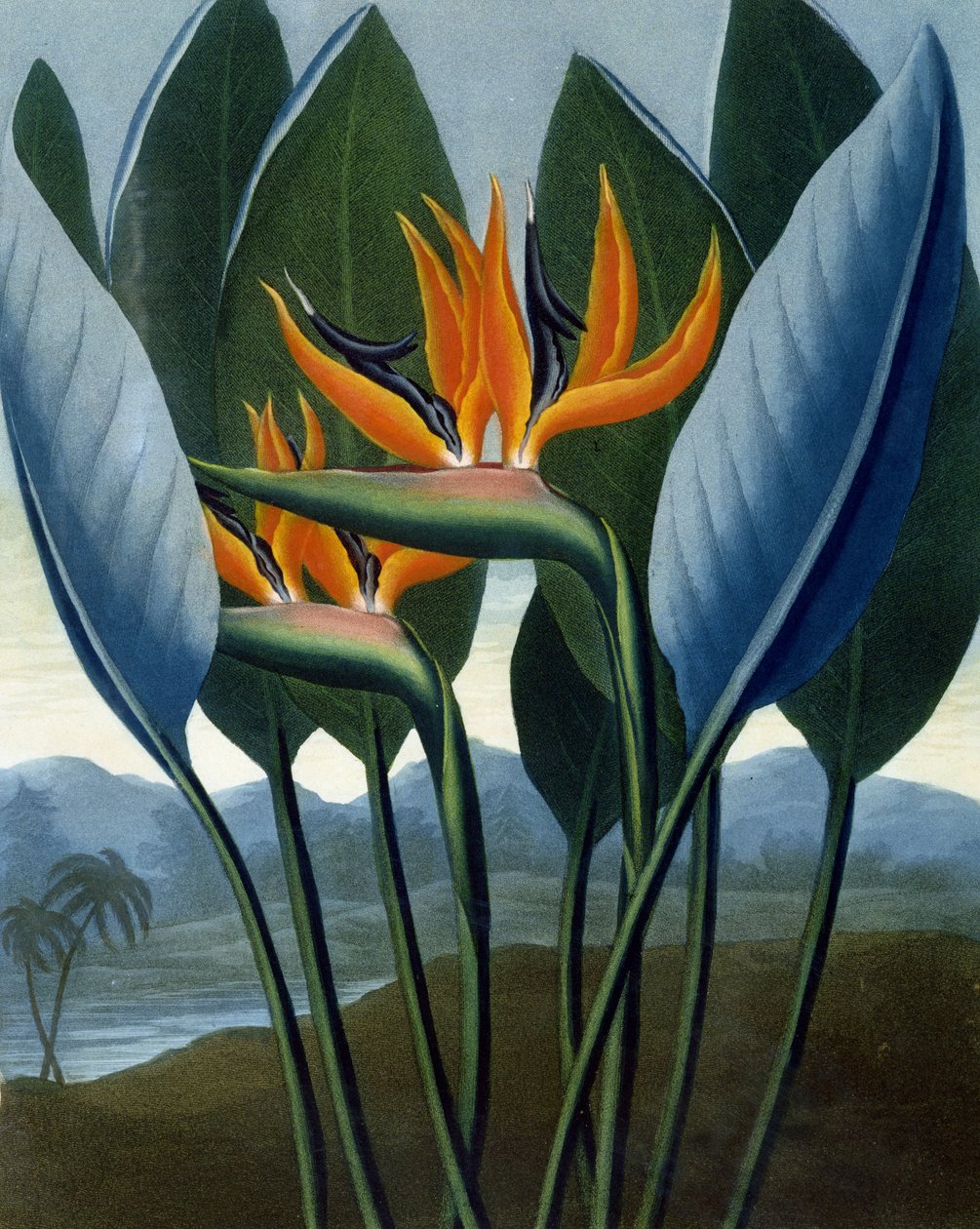 Drottningen, graverad av R. Cooper, från "The Temple of Flora" av R.J. Thornton, pub. 1807 av Peter Charles Henderson