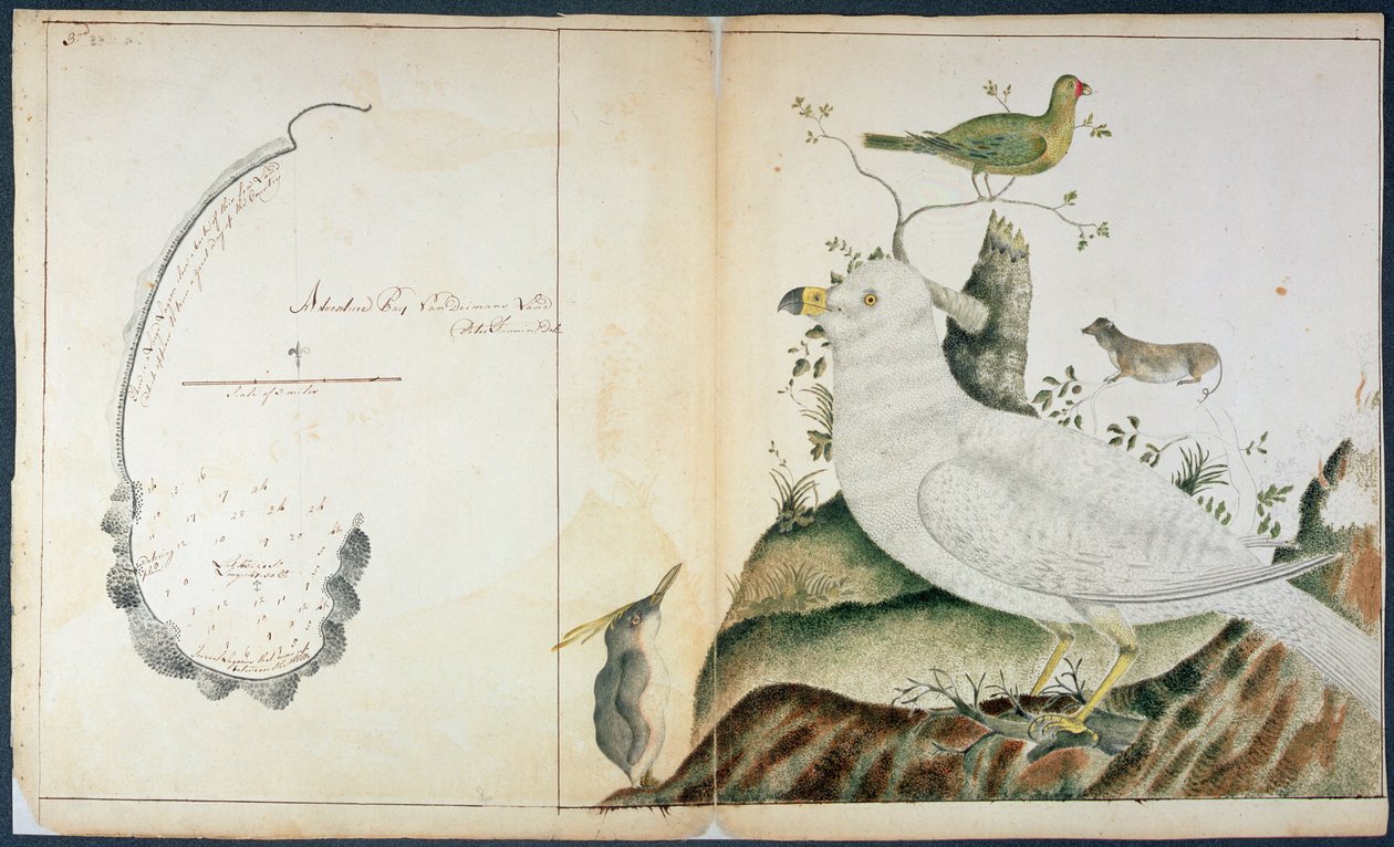 Karta över Adventure Bay, Van Diemens land, ca 1773 (akvarell på papper) av Peter Fannin