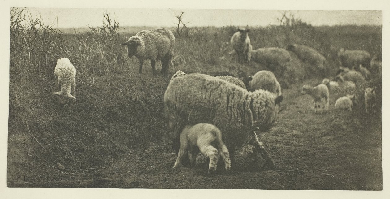 A Pastoral March (Suffolk) av Peter Henry Emerson
