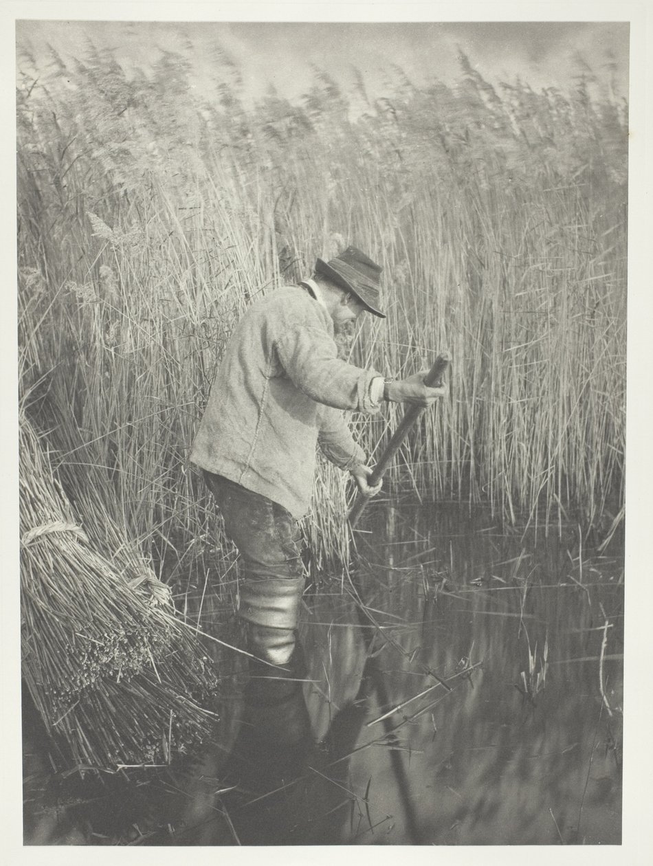 En vassskärare i arbete av Peter Henry Emerson