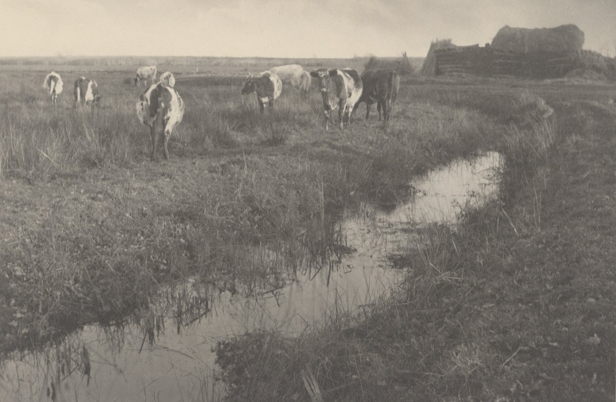 Boskap på träsken,1886 (foto) av Peter Henry Emerson