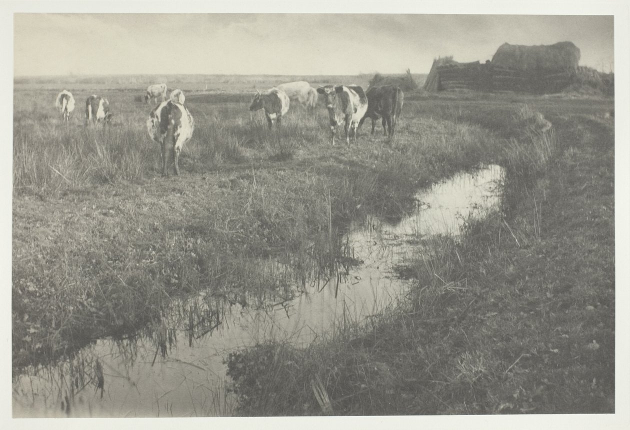 Nötkreatur på träskmarkerna av Peter Henry Emerson