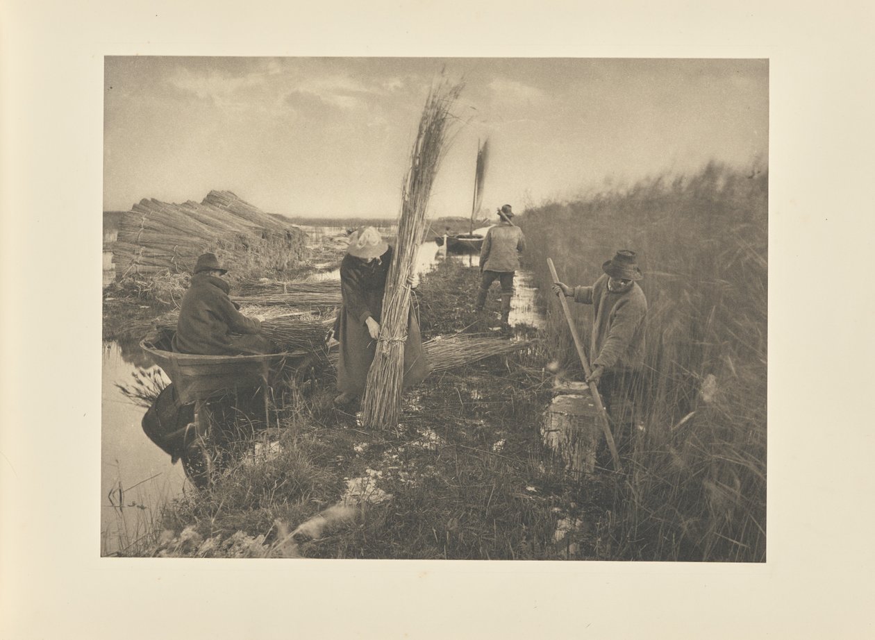 Under skörden av vass av Peter Henry Emerson