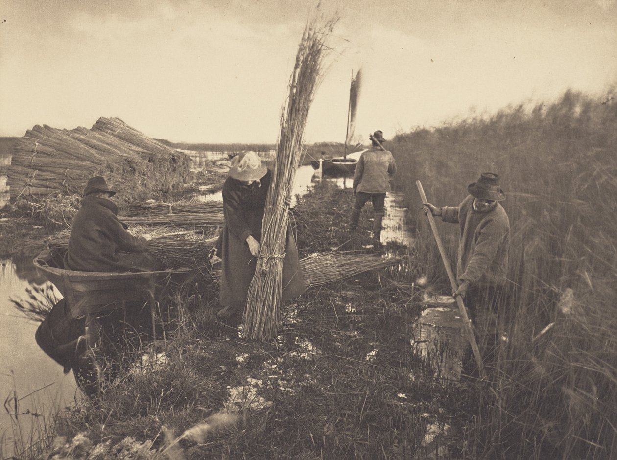 Under vasskörden av Peter Henry Emerson