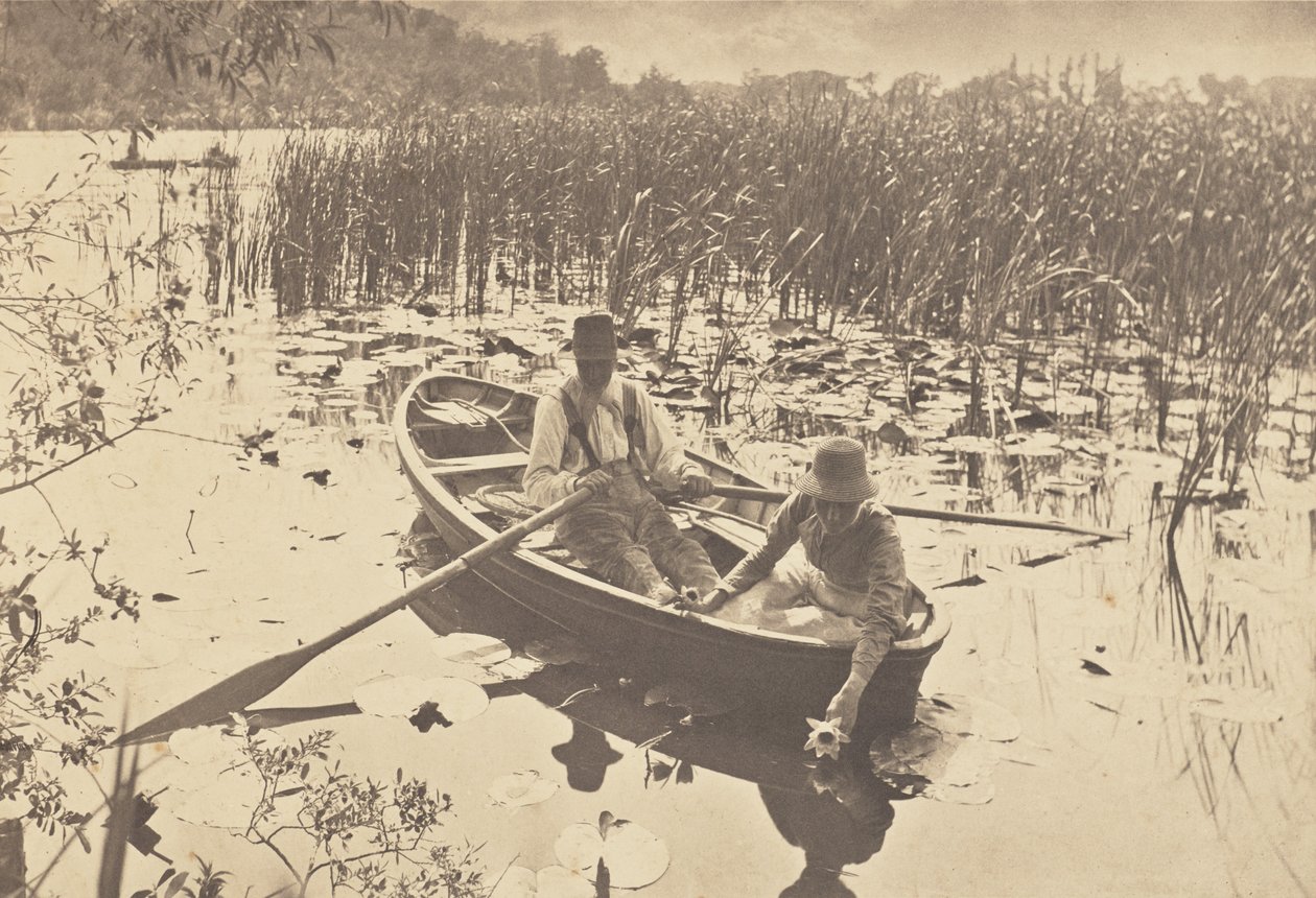 Plockning av näckrosor av Peter Henry Emerson