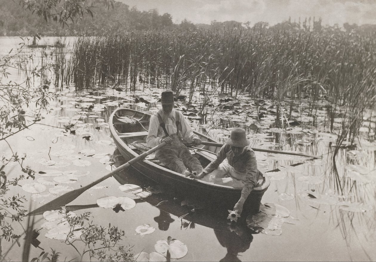 Samla näckrosor av Peter Henry Emerson