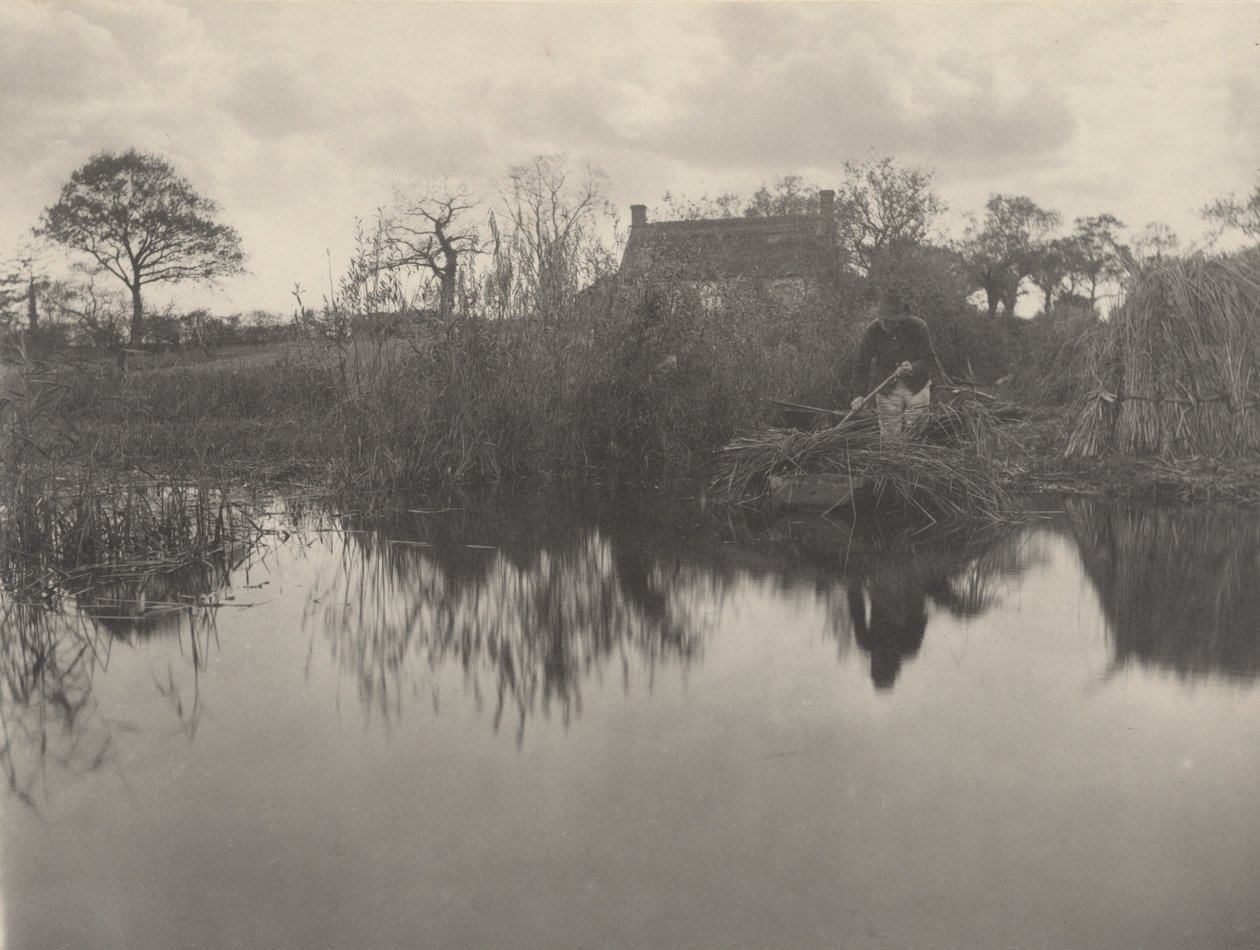 Kvantning av Gladdon,1886 (foto) av Peter Henry Emerson