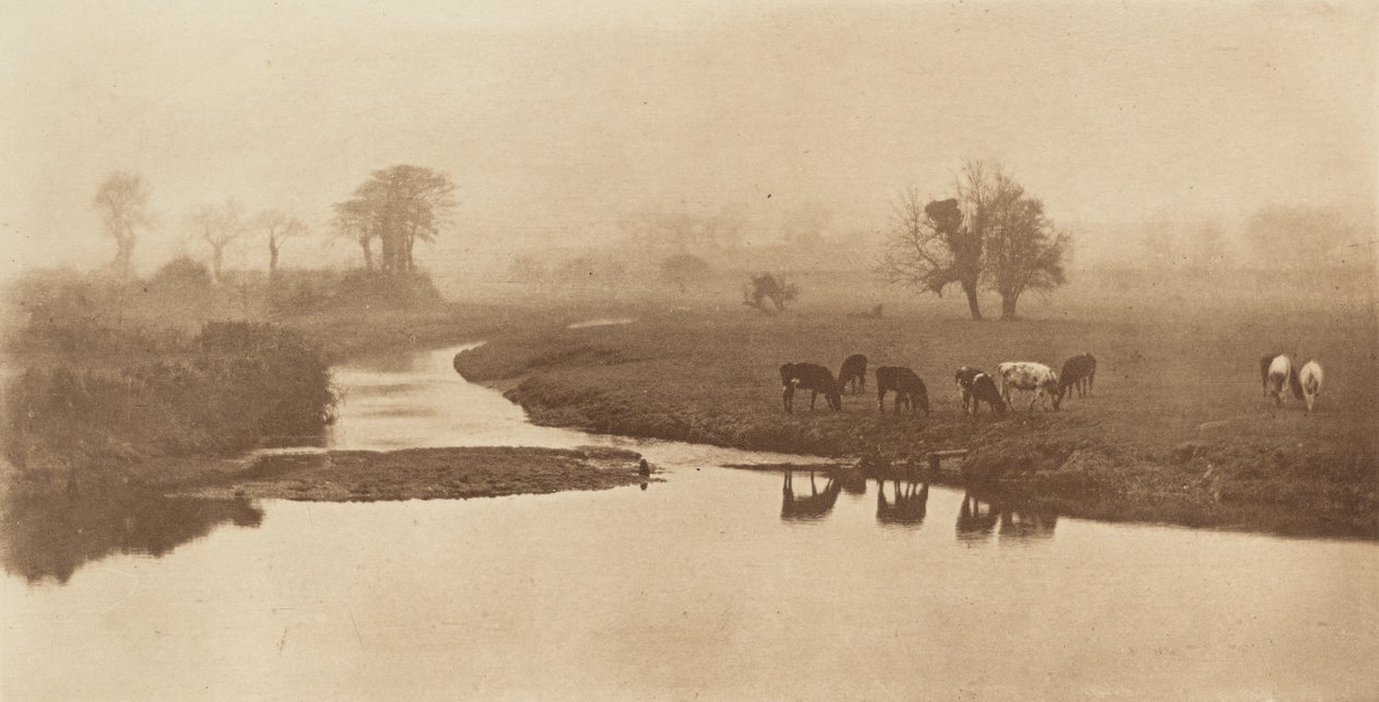 Får på myrarna [Landskap med boskap] av Peter Henry Emerson