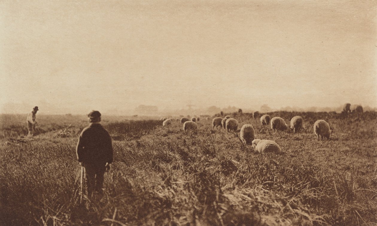 Myrarna i juni av Peter Henry Emerson