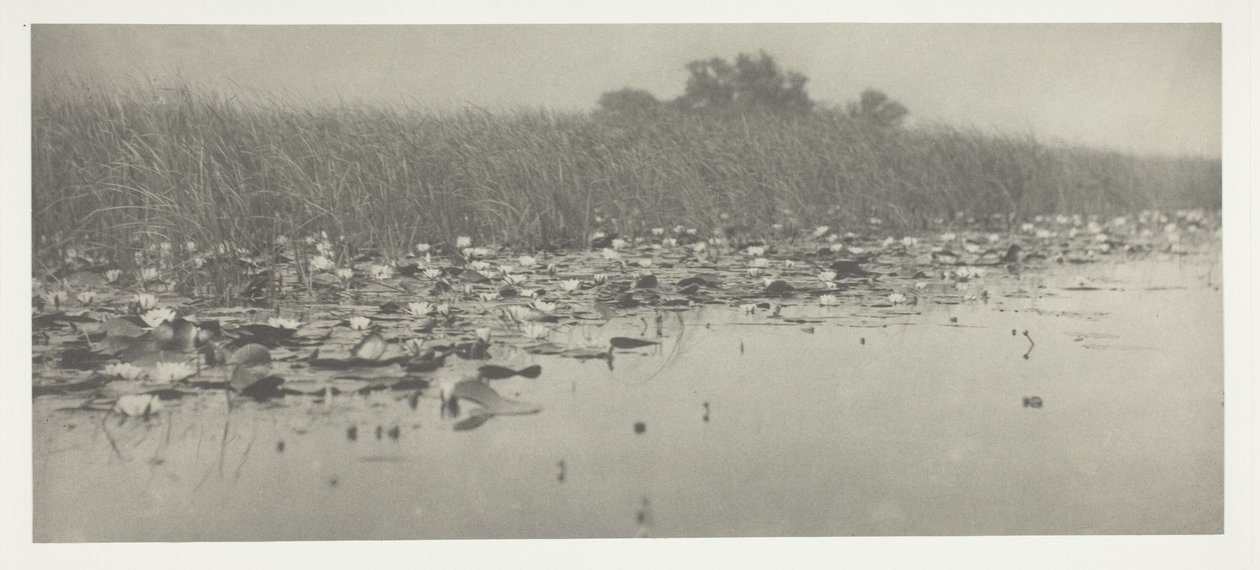 Näckrosor av Peter Henry Emerson