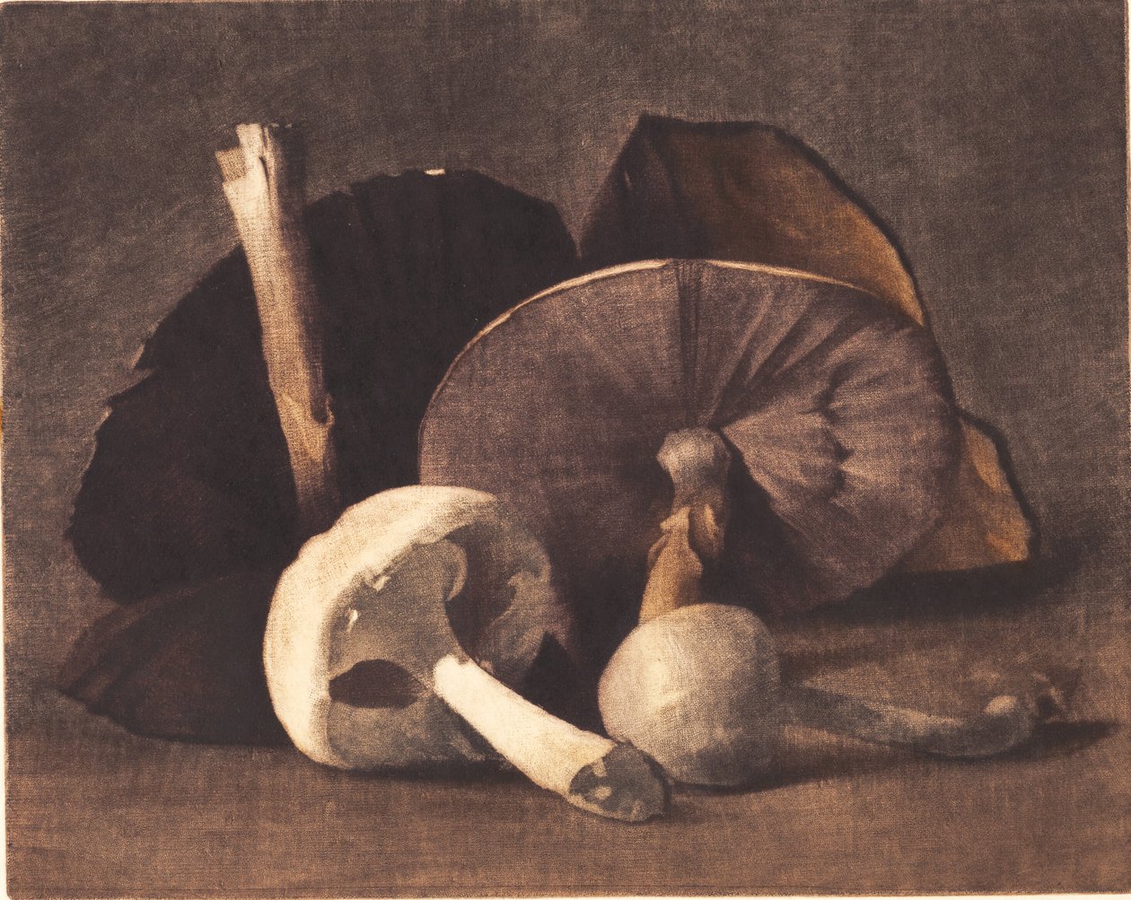 Vit svamp av Peter Vilhelm Ilsted