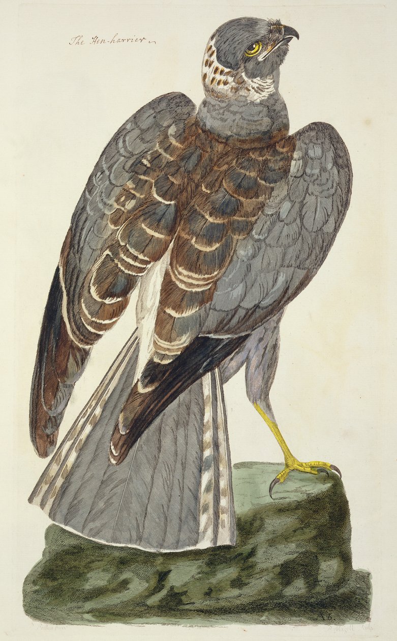 Hönshök (Circus cyaneus) från "The British Zoology, Class II: Birds", graverad av Peter Mazell (fl.1761-97) 1766 av Peter Paillou