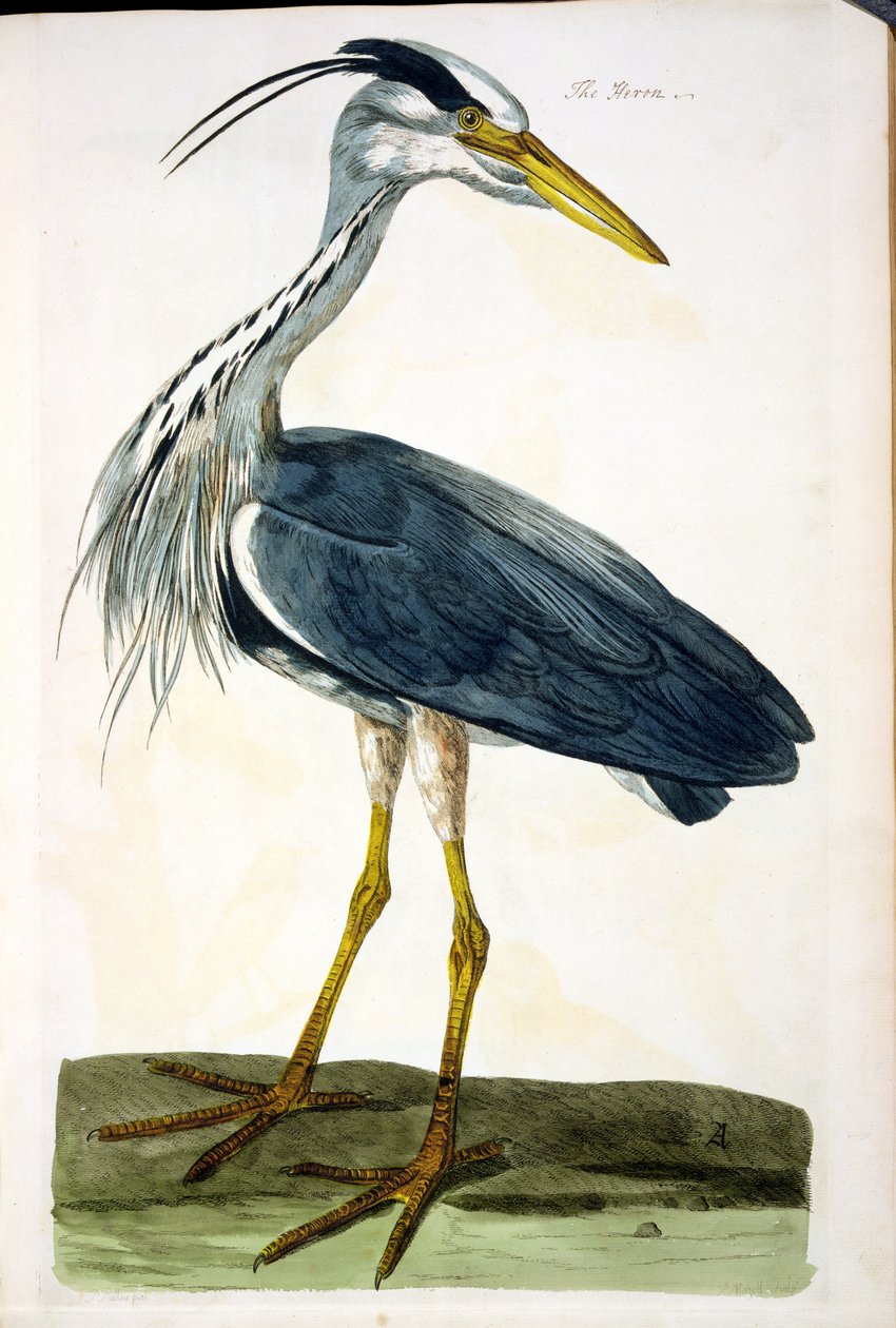 The Heron (Ardea cinerea) tallrik från 