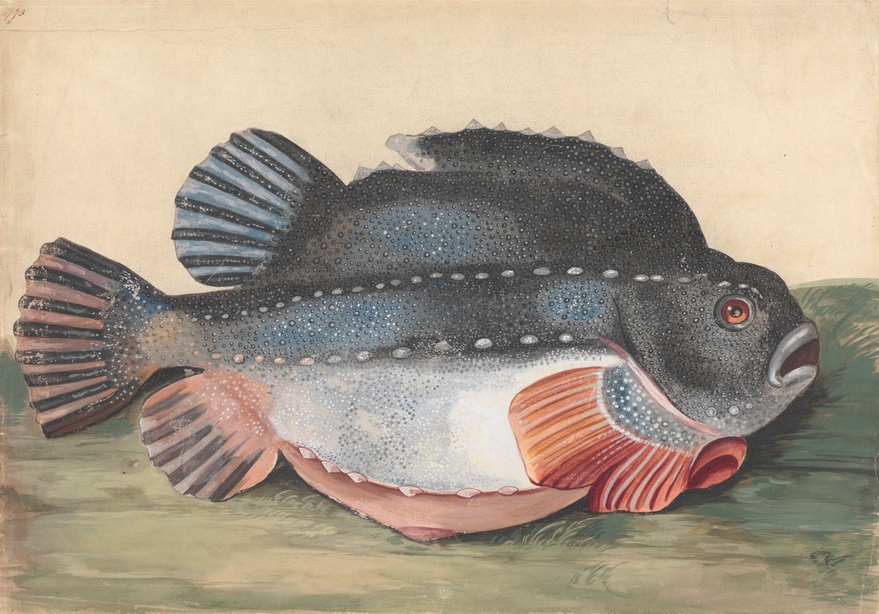 Lumpsucker (hane) av Peter Paillou the younger