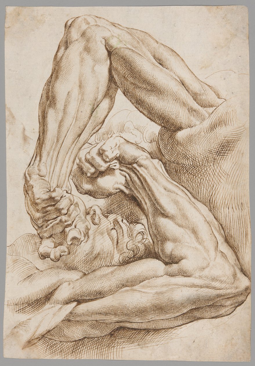 Ett ark med anatomiska studier av Peter Paul Rubens