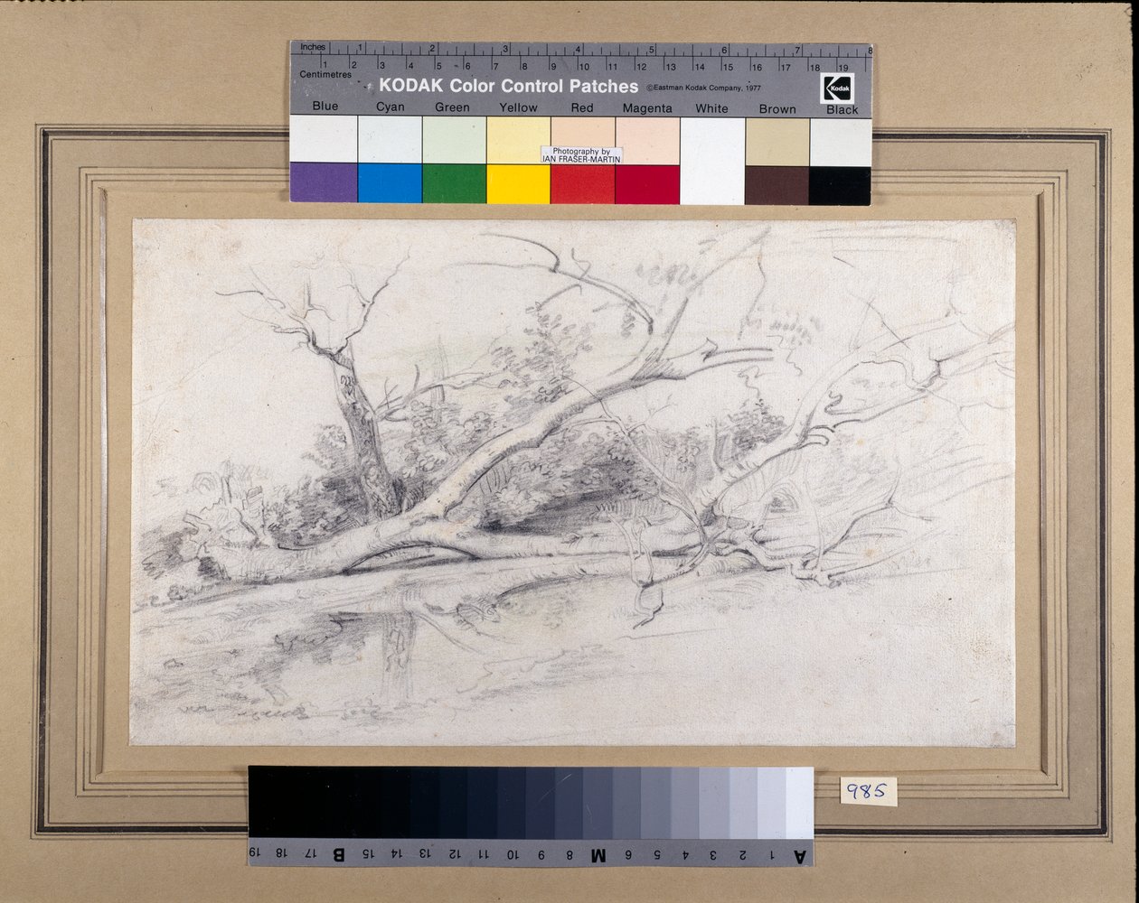 Ett fallen träd som ligger vid en pool, ca 1630 (svarta och röda krita med tvätt på papper) av Peter Paul Rubens