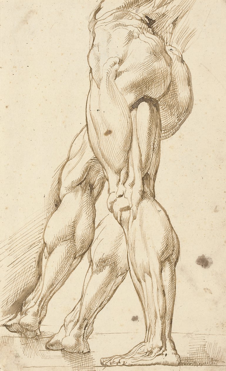 En écorchéstudie av benen på en manlig naken, med en bistudie av höger ben av Peter Paul Rubens