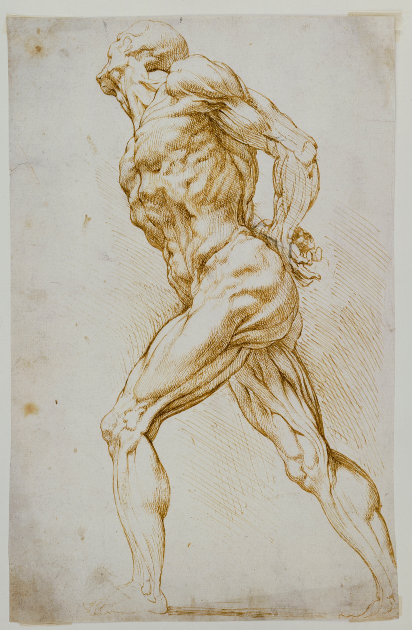Anatomisk studie: En naken som går åt höger med händerna bakom ryggen av Peter Paul Rubens