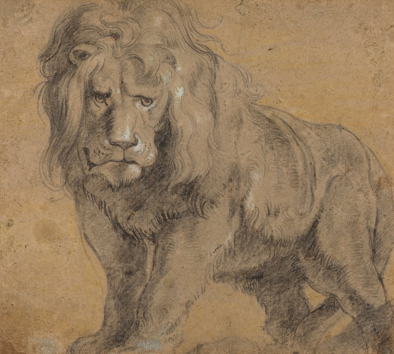 Lejon, ca 1612-13 (svart krita på papper) av Peter Paul Rubens