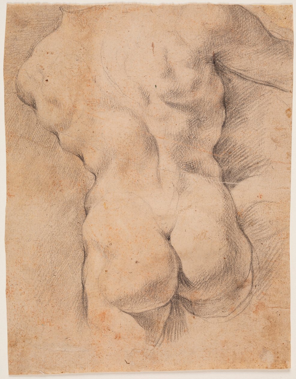 Manlig torso sedd bakifrån av Peter Paul Rubens