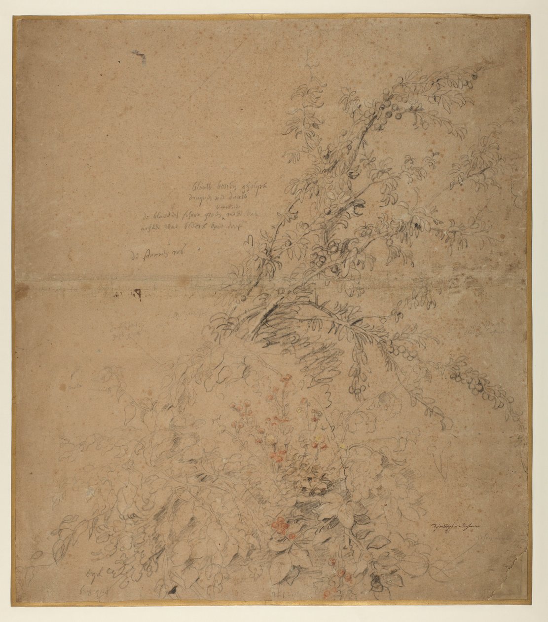 Studie av svarttorn med torn och andra växter, 1620 ca av Peter Paul Rubens