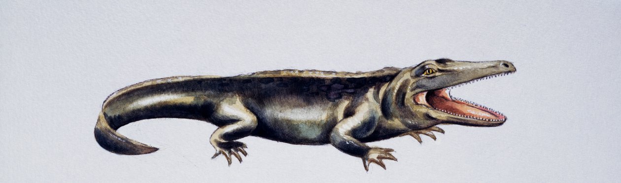 Cyclotosaurus sp, Mastodonsauridae, sen trias, Konstverk av Peter Ross
(foto) av Peter Ross