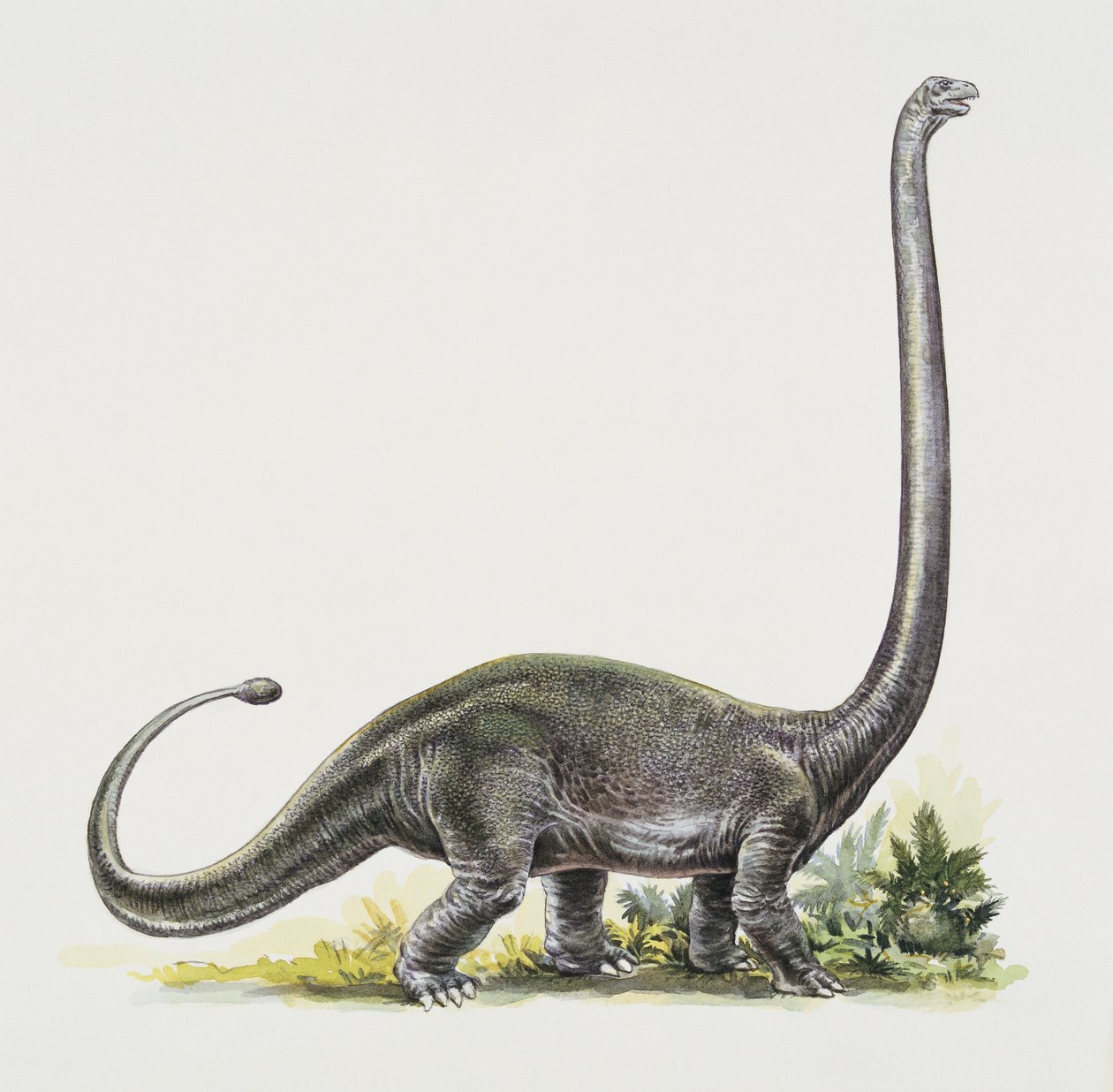 Sidoprofil av en omeisaurus
(foto) av Peter Ross