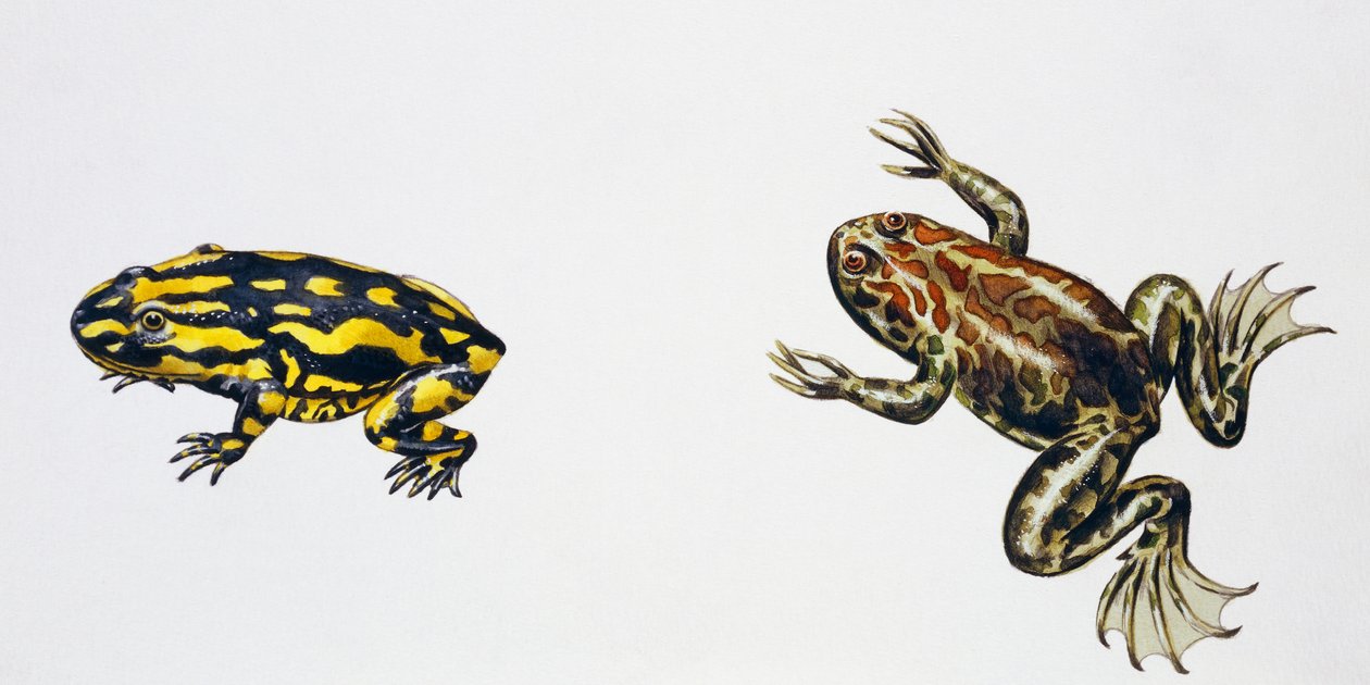 Triadobatrachus massinoti och Palaeobatrachus sp, Konstverk av Peter Ross
(foto) av Peter Ross