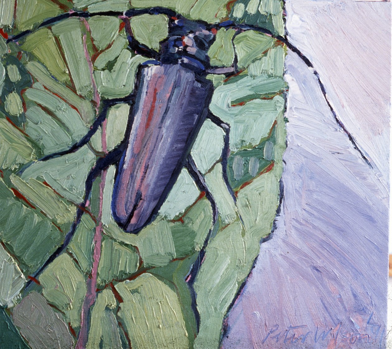 Myskbagge av Peter Wilson