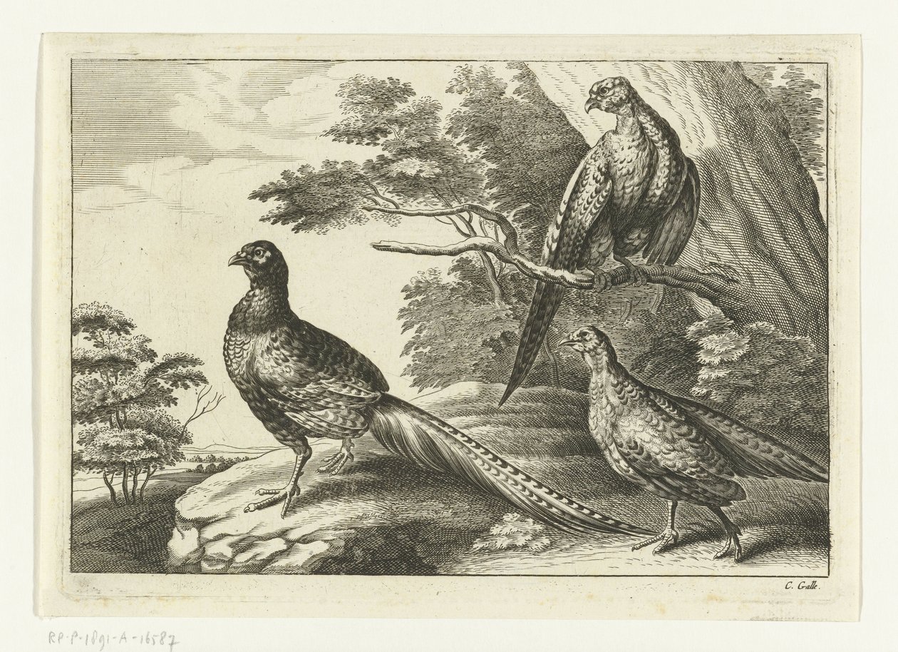 Tre fasaner Diversarum avium arter (serietitel) Olika fåglar (serietitel) av Peter van Liesebetten