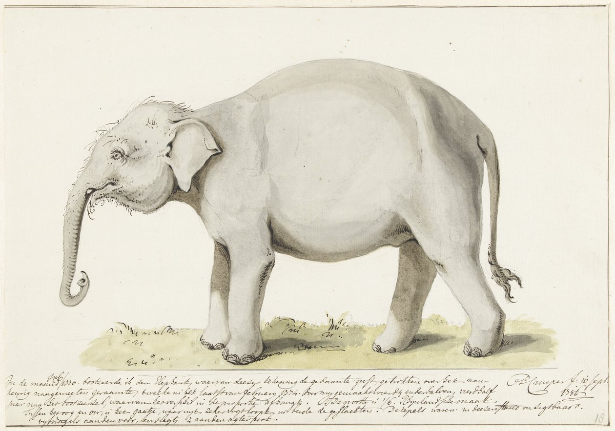 Stående elefant, till vänster av Petrus Camper