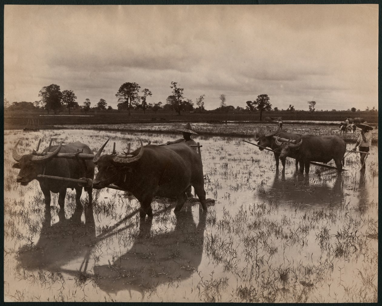 Gårdsarbete, ca 1880 (albuminformat) av Philip Adolphe Klier