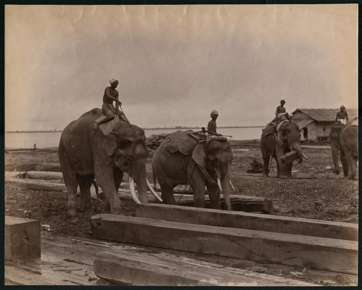 Arbete med elefanter, ca 1880 (albumenprint) av Philip Adolphe Klier