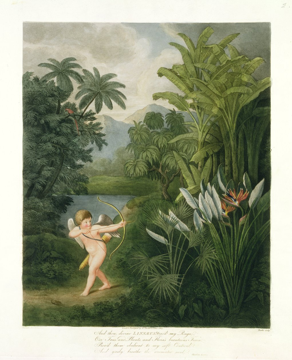 Landskap med Amor som riktar en pil mot en papegoja eller drottningblomma, från "The Temple of Flora" av Robert Thornton, graverad av Burke, pub. 1803 av Philip Reinagle