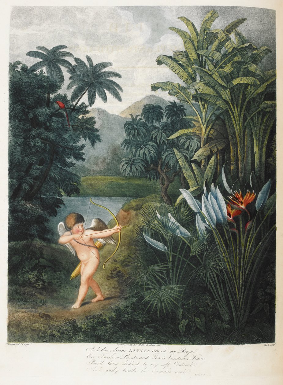 Cupid inspirerande växter med kärlek. av Philip (after) Reinagle