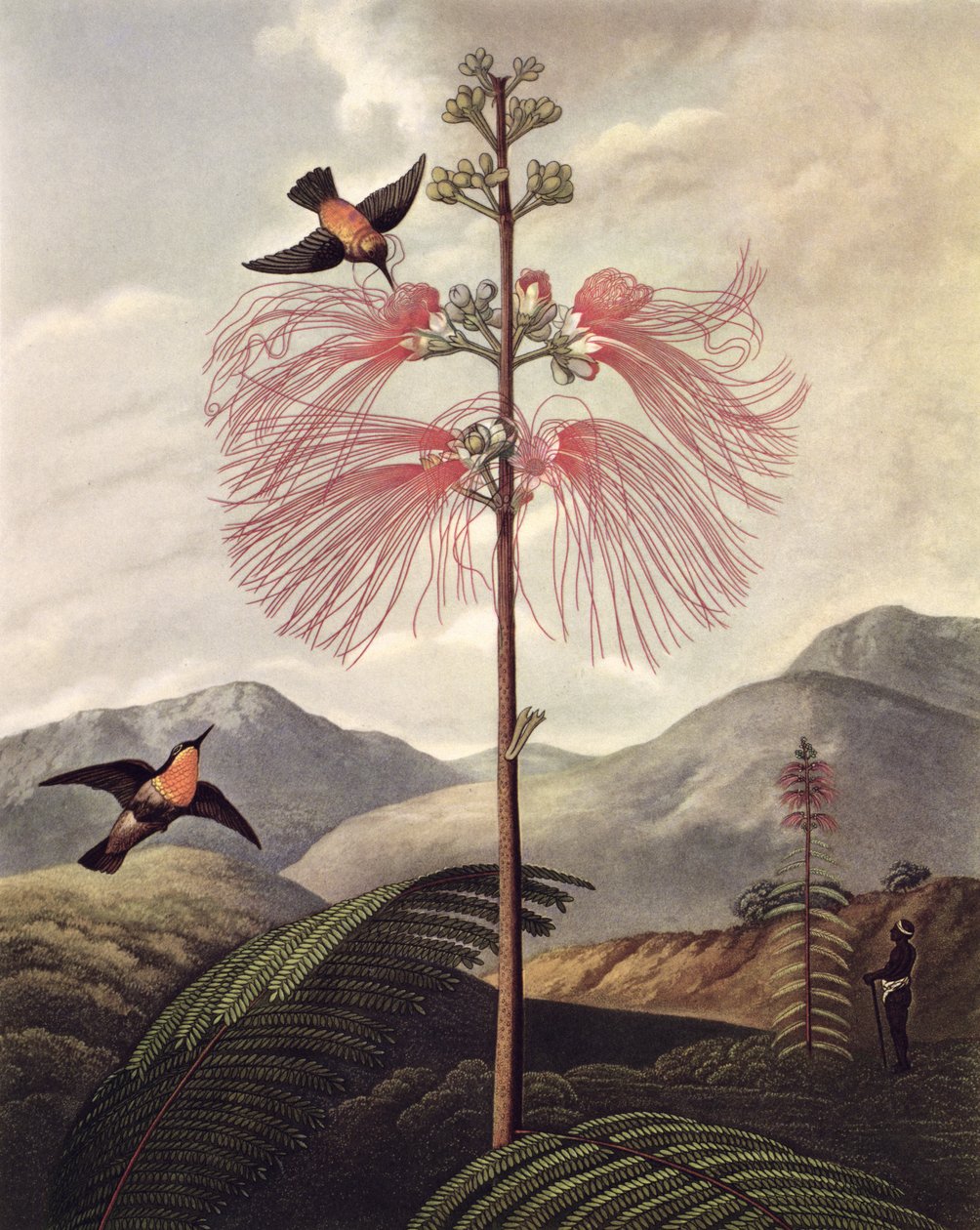 Stor blommande känslig växt, graverad av Thomas Medland (ca 1765 – 1833), ca 1799-1807 (akvatint och stipple) av Philip (after) Reinagle