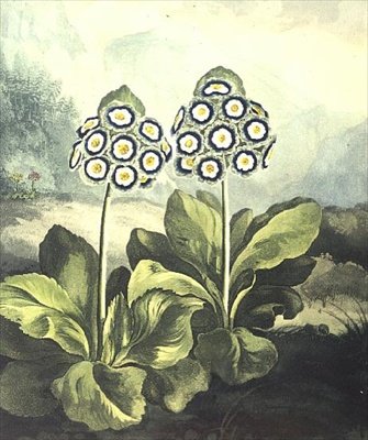 Primrose: Primula auricula, graverad av Sutherland, från Robert Thorntons "Temple of Flora" 1807 av Philip (after) Reinagle