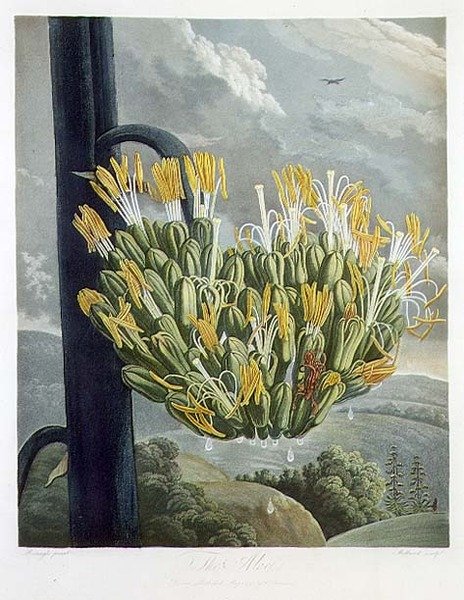 Aloe, graverad av Medland, från "The Temple of Flora" av Robert Thornton, pub. 1798 (lito i färg) av Philip (after) Reinagle