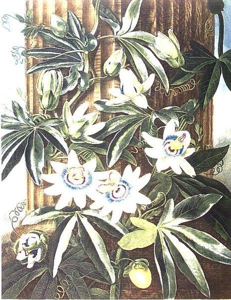 The Blue Passion Flower, graverad av Caldwell, från "The Temple of Flora" av Robert Thornton, pub. 1800 (färgad gravyr) av Philip (after) Reinagle