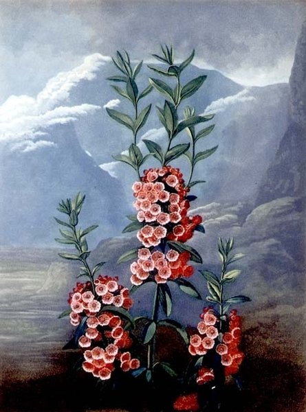 The Narrow-leaved Kalmia eller Mountain Laurel, graverad av Caldwell, från 