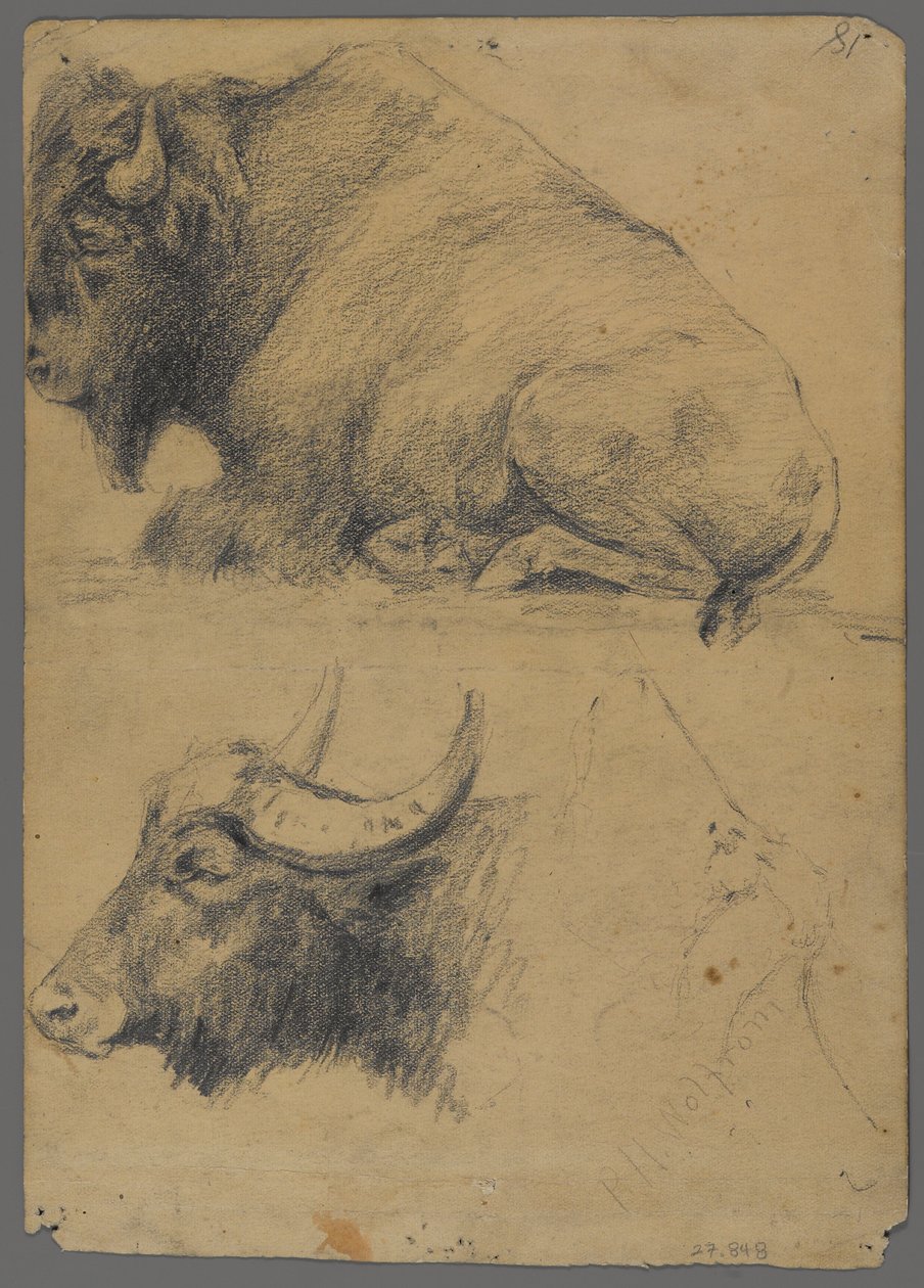 Bison och huvud av vattenbuffel (grafit på papper) av Philip H. Wolfrom