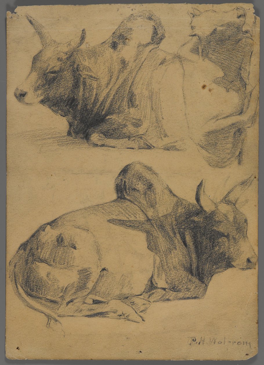 Brahmantjurar (grafit på papper) av Philip H. Wolfrom
