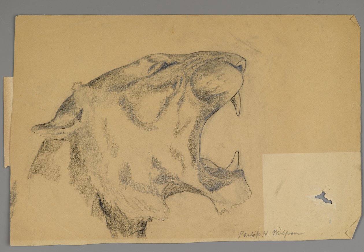 Huvud av ett rytande lejon (grafit och kol på papper) av Philip H. Wolfrom
