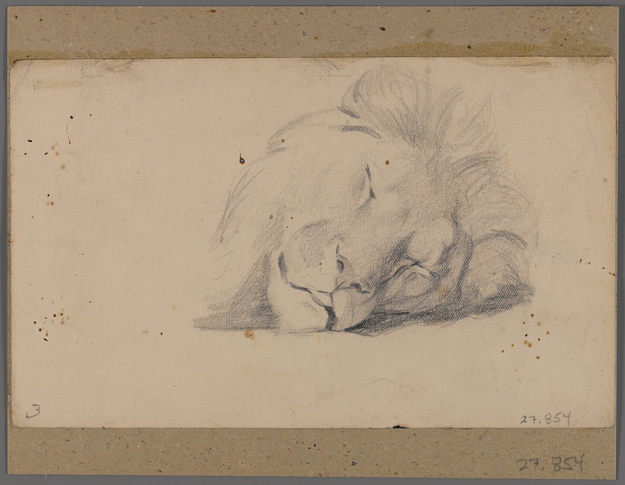 Huvud av ett sovande lejon (grafit på papper fäst på fönstermattan) av Philip H. Wolfrom