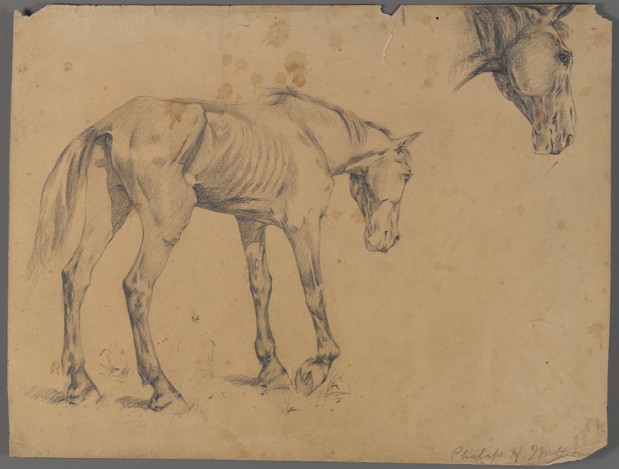 Häst och hästhuvud (grafit på papper) av Philip H. Wolfrom