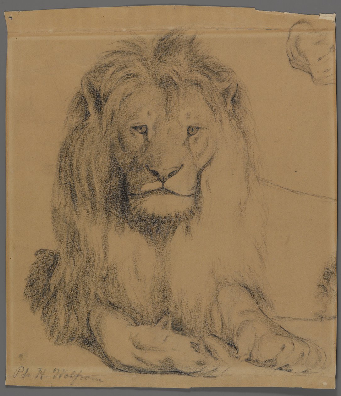 Lejon (grafit på papper) av Philip H. Wolfrom