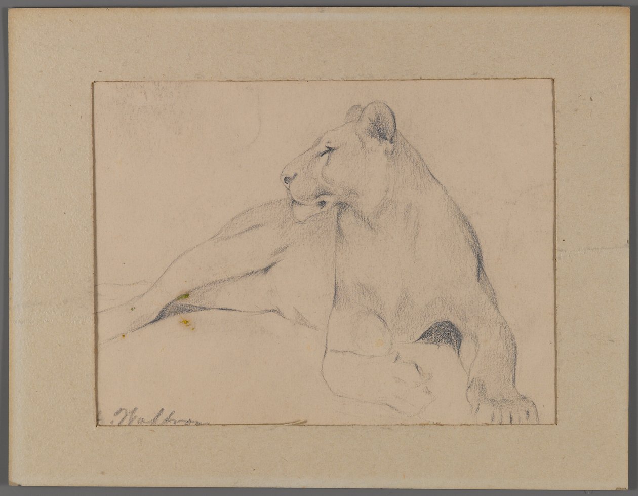 Sittande lejoninna (grafit på papper fäst på fönstermattan) av Philip H. Wolfrom